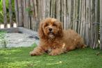 Prachtige Cavapoo pups (ouders aanwezig!), Dieren en Toebehoren, Honden | Chihuahua's en Gezelschapshonden, België, Overige rassen