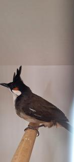 Tk mooi koppel roodoor buulbuul geringd 2023 met DNA onverwa, Dieren en Toebehoren, Vogels | Overige Vogels, Meerdere dieren, Tropenvogel