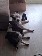 Puppies Stafford met een mini labradoodle mogen eind mei weg, Dieren en Toebehoren, Honden | Jack Russells en Terriërs, Reu, 8 tot 15 weken
