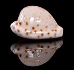 Schelpen: Cypraeovula edentula sanfrancisca 19,4mm (Gem), Ophalen of Verzenden, Schelp(en)