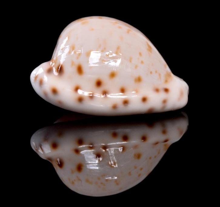 Schelpen: Cypraeovula edentula sanfrancisca 19,4mm (Gem), Verzamelen, Mineralen en Fossielen, Schelp(en), Ophalen of Verzenden