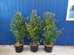 Portugese laurier Prunus lusitanica 90cm hoog €8,95, Ophalen, Laurier
