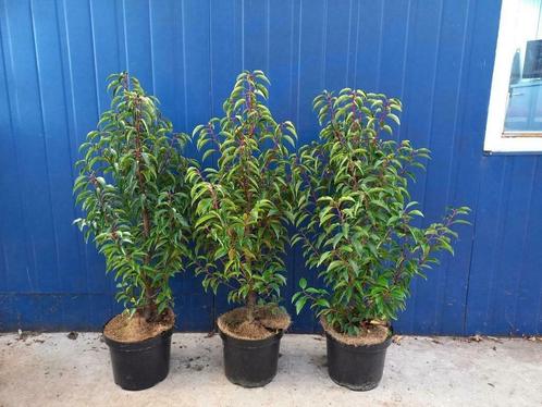 Portugese laurier Prunus lusitanica 90cm hoog €8,95, Tuin en Terras, Planten | Struiken en Hagen, Laurier, Ophalen