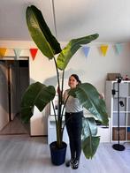 Paradijsvogelplant | Bird of Paradise (Strelitzia) XL plant, Huis en Inrichting, Ophalen, 200 cm of meer, Overige soorten, Halfschaduw