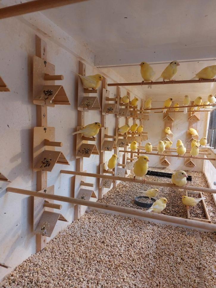 Harzers Zangkanaries  Poppen, Dieren en Toebehoren, Vogels | Hokken en Kooien, Zo goed als nieuw, Vogelkooi, Hout, Ophalen