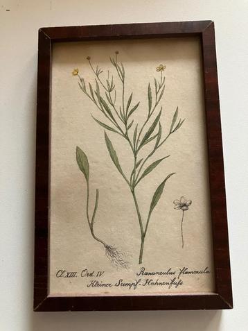 Schilderij tekening plant  beschikbaar voor biedingen