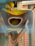 Agapornis Roseicollis koppel geel en licht groen, Dieren en Toebehoren, Vogels | Parkieten en Papegaaien, Meerdere dieren, Dwergpapegaai of Agapornis