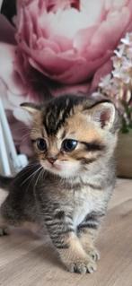 Britse korthaar kitten golden mackerel tabby, Dieren en Toebehoren, Kater