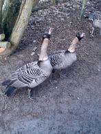 Hawaigansen, Dieren en Toebehoren, Pluimvee, Mannelijk, Kip