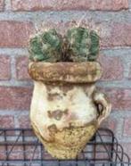 Cactus, Ophalen, Minder dan 100 cm, Volle zon, In pot