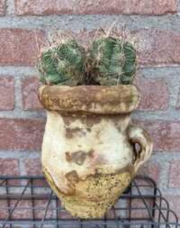 Cactus beschikbaar voor biedingen