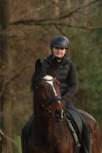 Het ultieme recreatiepaard, Dieren en Toebehoren, B, Gechipt, Ruin, 160 tot 165 cm