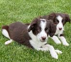 prachtige BORDER COLLIE x FRIESE STABIJ pup - reutje, Dieren en Toebehoren, Honden | Niet-rashonden, Nederland, Reu, CDV (hondenziekte)