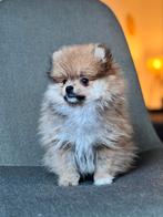 Pomeranian/ pomeriaan mini reutje bearface  (wolf), Particulier, Reu, 8 tot 15 weken, Buitenland