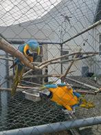 Koppel Blauwgele Ara's, Dieren en Toebehoren, Vogels | Parkieten en Papegaaien, Meerdere dieren, Papegaai, Geringd