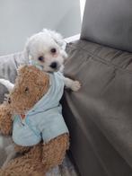 Doodle pups, Dieren en Toebehoren, Poedel, CDV (hondenziekte), 8 tot 15 weken, Meerdere