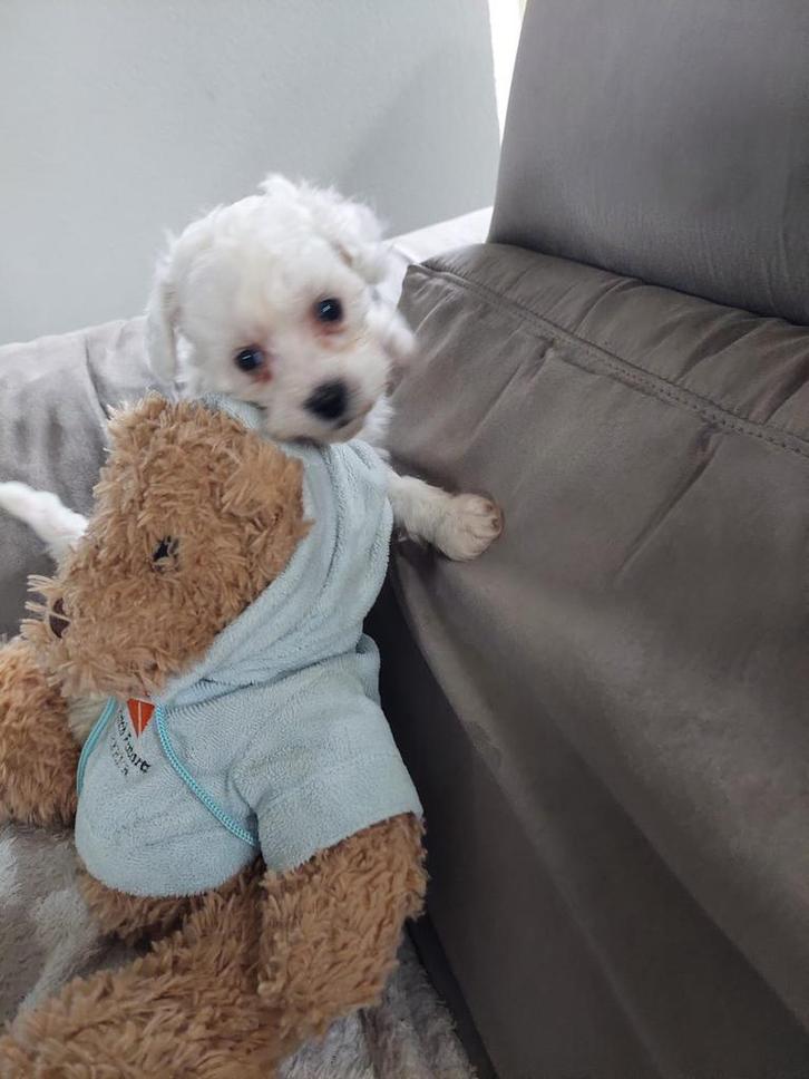 Doodle pups, Dieren en Toebehoren, Honden | Chihuahua's en Gezelschapshonden, Meerdere dieren, Poedel, Particulier, Meerdere, Nederland
