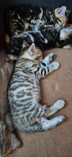 Nestje met 8 Bengaalse kittens, Dieren en Toebehoren, Katten en Kittens | Raskatten | Korthaar, Meerdere dieren, Met stamboom