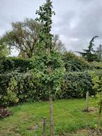 Ginkgo biloba/ Japanse notenboom, Bloeit niet, Overige soorten, 400 cm of meer, Ophalen