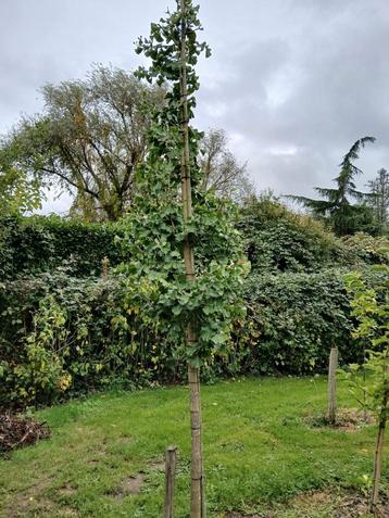 Ginkgo biloba/ Japanse notenboom  beschikbaar voor biedingen