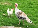 Rodriguez kalkoen haan, Dieren en Toebehoren, Pluimvee, Mannelijk, Kalkoen