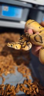 0.1 enchi pastel clown, Slang