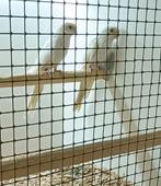 Pennant rosella, Dieren en Toebehoren, Vogels | Parkieten en Papegaaien, Mannelijk, Parkiet, Geringd