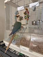 Te koop pyrrhura met kooi, Parkiet