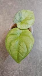 Alocasia Silver Dragon GoG Variegata #2, Ophalen of Verzenden, Halfschaduw, Minder dan 100 cm