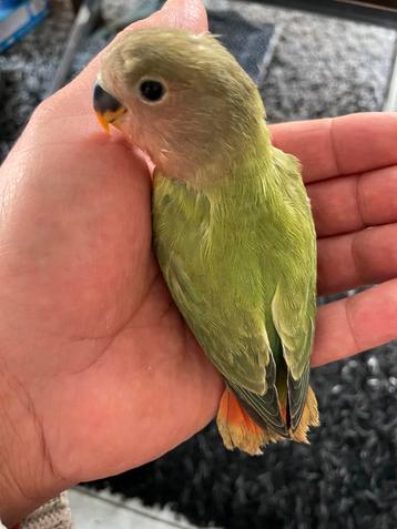 Prachtige Lieve Hand Tamme Agapornis Dwergpapegaai beschikbaar voor biedingen