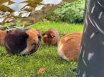 Lief zeugje Lies, Dieren en Toebehoren, Knaagdieren, September, Vrouwelijk, Cavia