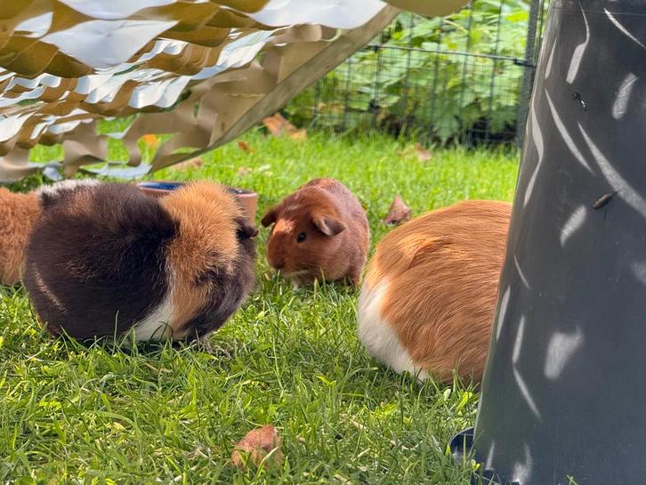 Lief zeugje Lies, Dieren en Toebehoren, Knaagdieren, Vrouwelijk, Cavia, September