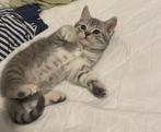 Britse korthaar kittens, Dieren en Toebehoren, Kater
