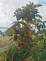 Frambozen en aardbeien planten, Tuin en Terras, Planten | Bomen, Ophalen, Volle zon, Overige soorten