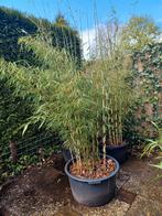 Hoge bamboe op te halen Vledder!, Tuin en Terras, Planten | Bomen, Overige soorten, Bloeit niet, Ophalen of Verzenden