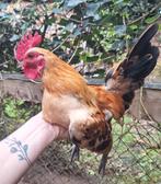 Mooie en lieve Serama haan half jaar oud, Dieren en Toebehoren, Mannelijk, Kip