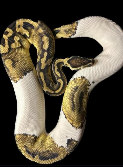 Koningspython 1.0 Pastel Piebald 2020, Dieren en Toebehoren, Reptielen en Amfibieën, Slang, 3 tot 6 jaar