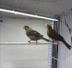 Lizard Kanarie Koppel Te Koop, Dieren en Toebehoren, Vogels | Kanaries, Meerdere dieren