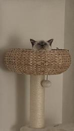 Ragdoll, Dieren en Toebehoren, Katten en Kittens | Dekkaters, 0 tot 2 jaar