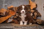 Pups Australian Shepherd, Dieren en Toebehoren, Honden | Herdershonden en Veedrijvers, Fokker | Hobbymatig, 8 tot 15 weken, Buitenland