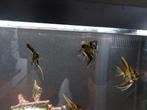 Pterophyllum scalare (maanvis), Wandelende tak
