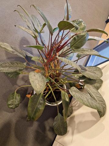 Grote Philodendron plant – gratis op te halen (incl. pot)

 beschikbaar voor biedingen
