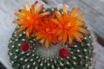 cactus notocactus hasselbergii succulent vetplant parodia, Cactus, Minder dan 100 cm, Ophalen of Verzenden, Halfschaduw