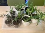 Plantjes voor Alpe d'HuZes, Ophalen, Overige soorten, Halfschaduw, In pot