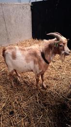 Mooie dwerg bok, Dieren en Toebehoren, Schapen, Geiten en Varkens, Mannelijk, Geit