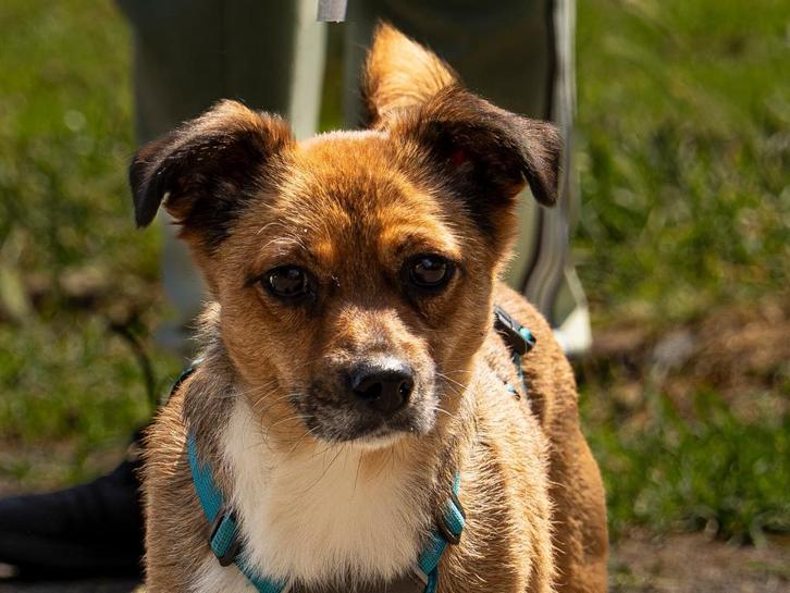 SUPER LIEF KLEIN TEEFJE SARAH VOL LIEFDE ZOEKT HAAR MATCH, Dieren en Toebehoren, Honden | Niet-rashonden, Klein, Teef, Particulier