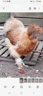 Zijdehoentje hen, Dieren en Toebehoren, Pluimvee, Vrouwelijk, Kip