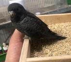 Gevraagd df antraciet Bfbw, Dieren en Toebehoren, Vogels | Parkieten en Papegaaien, Meerdere dieren, Papegaai