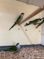2 koppel Aymara parkieten, Meerdere dieren, Parkiet