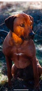 Prachtige Rhodesian Ridgeback Dekreu!, Dieren en Toebehoren, 6 jaar of ouder, Reu, CDV (hondenziekte), Eén hond